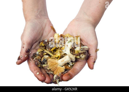 Le mani sporche del cuoco visualizza rifiuti pulizie della foresta fresca funghi. Preparazione di prelibatezze è un lavoro sporco concetto. Isol. Foto Stock