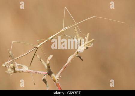 Wild stick insetto ( Bacillus rossius ), un criptico maschio su una levetta a secco. Foto Stock