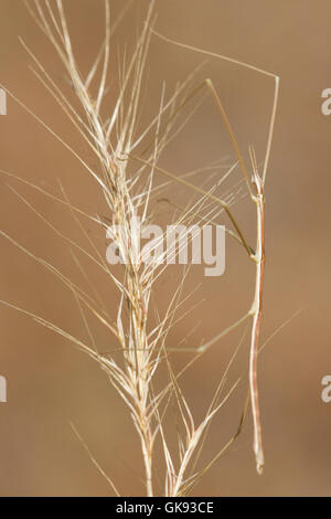 Wild stick insetto ( Bacillus rossius ), un criptico maschio su una levetta a secco. Foto Stock