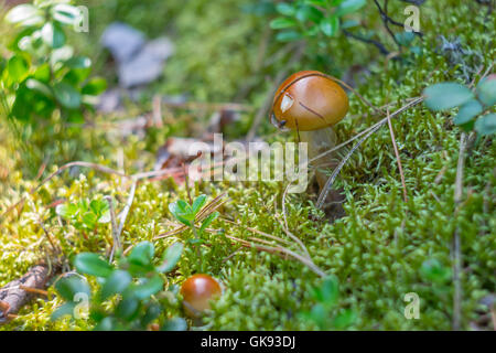 Funghi suillus con marrone cappello di Moss e mirtilli rossi e ant Foto Stock