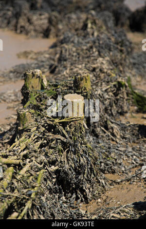 Le alghe sulle rive del fiume Ore in Orford Suffolk in Inghilterra Foto Stock