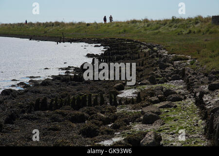 Le alghe su vecchi post sul fiume Ore in Orford Suffolk in Inghilterra Foto Stock