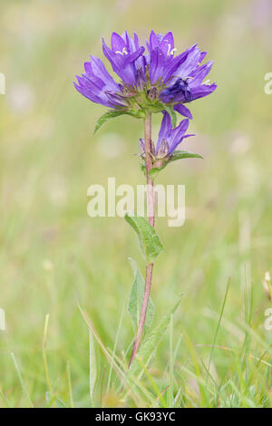 La flora alpina, clustered campanula o dane di sangue ( Campanula glomerata ) in prati alpini. Foto Stock