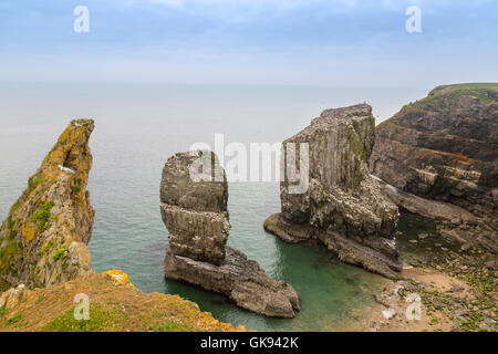 Pile Elegug coperto con nidificazione guillemots in Il Pembrokeshire Coast National Park, Wales, Regno Unito Foto Stock