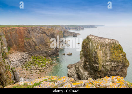 Pile Elegug coperto di nidificazione guillemots in Il Pembrokeshire Coast National Park, Wales, Regno Unito Foto Stock