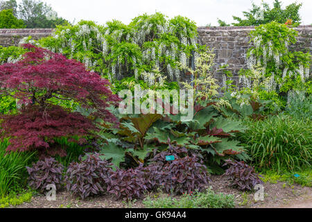 All'interno del giardino murato presso il National Botanic Garden of Wales, vicino a Carmarthen, Wales, Regno Unito Foto Stock