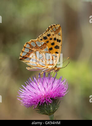 La regina di Spagna fritillary butterfly (Issoria lathonia) nectaring sul fiore in Ungheria Foto Stock