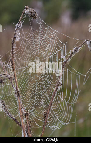 Gelo coperto ragnatela web, Regno Unito, inverno Foto Stock