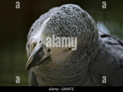 Pappagallo grigio africano (Psittacus erithacus) Foto Stock