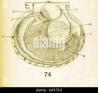 Questa illustrazione di una capesante (Pecten) raffigura la valvola sinistra e il mantello rimossi per esporre le caratteristiche interne tra cui branchie, palmo, piede e labbra, fornendo una visione dettagliata della sua anatomia. Foto Stock