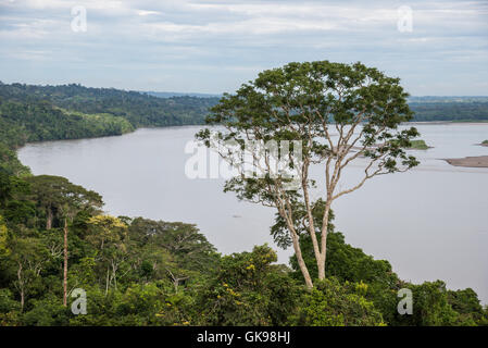 Un albero gigante in piedi sopra la foresta di pioggia da Rio Napo in Amazzoni. Yasuni National Park, Ecuador, Sud America. Foto Stock