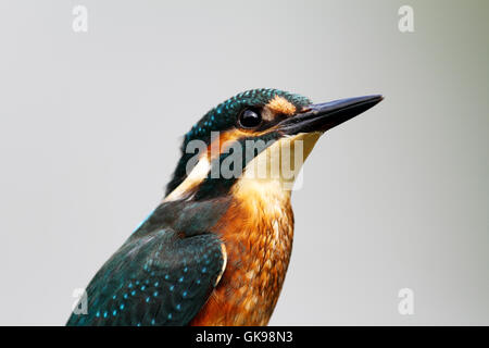 Kingfisher [Alcedo atthis] maschio Foto Stock