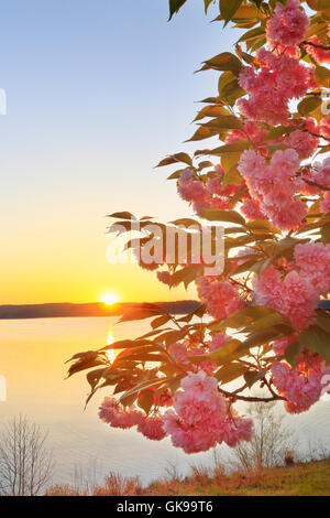 Sunrise, Hotel Lakeshore Kenlake membro Resort Park, Kentucky, Stati Uniti d'America Foto Stock