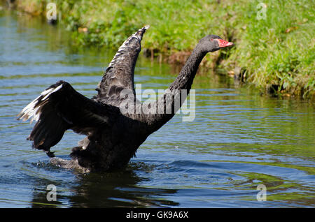 Black Swan Foto Stock