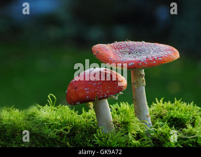 Due toadstools Foto Stock