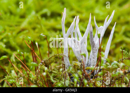 Funghi fungo di muschio Foto Stock