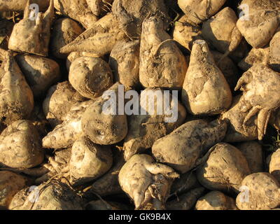 Agraria Agricoltura Agricoltura Foto Stock