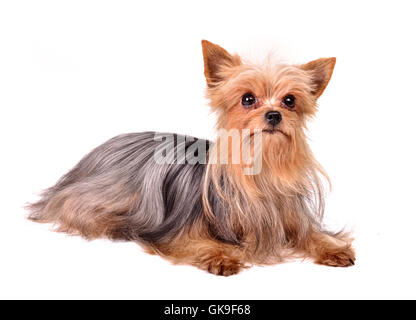 Amicizia animali isolati Foto Stock