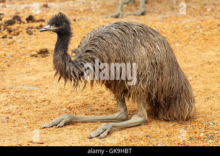 Ridere risate ridere Foto Stock