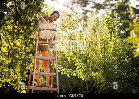 Donna raccolto giardino Foto Stock