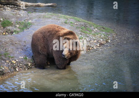 Kodiak in stretta Foto Stock