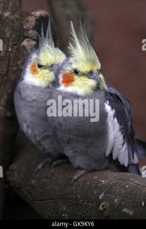 Due cockatiels su un ramo Foto Stock