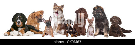 Animali isolati pet Foto Stock