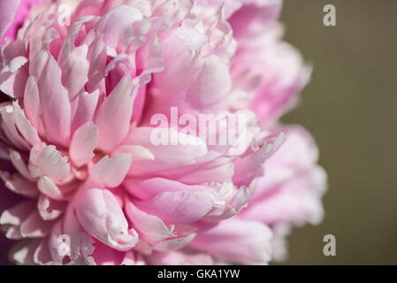 Fiore dal Riley Park Rock Gardens a Calgary, Alberta, Canada Foto Stock