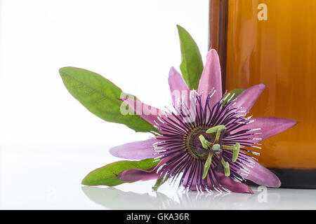 Fiore della passione aromaterapia olio essenziale Foto Stock