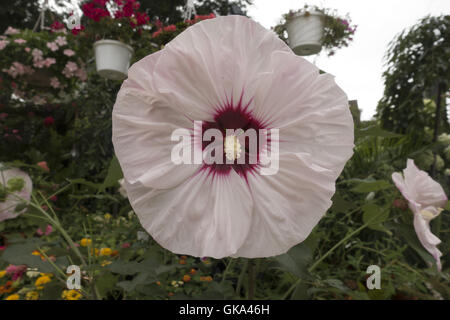 Una delle tante varietà di Hibiscus in un giardino a Brooklyn, New York. Foto Stock
