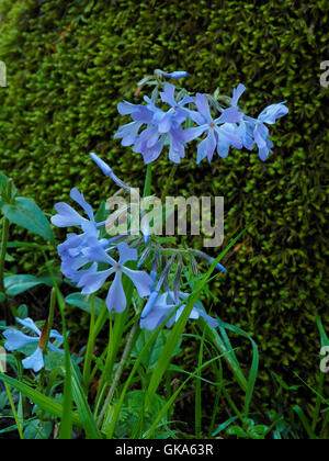 Phlox, Echo River Trail a molla, il Parco nazionale di Mammoth Cave, Park City, Kentucky, Stati Uniti d'America Foto Stock