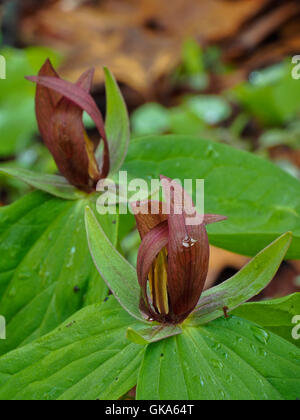 Red Trillium, Echo River Trail a molla, il Parco nazionale di Mammoth Cave, Park City, Kentucky, Stati Uniti d'America Foto Stock