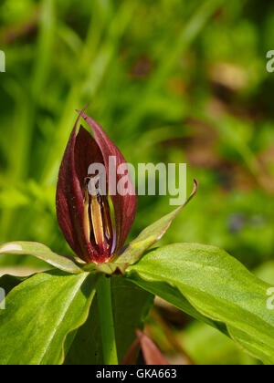 Red Trillium, Echo River Trail a molla, il Parco nazionale di Mammoth Cave, Park City, Kentucky, Stati Uniti d'America Foto Stock