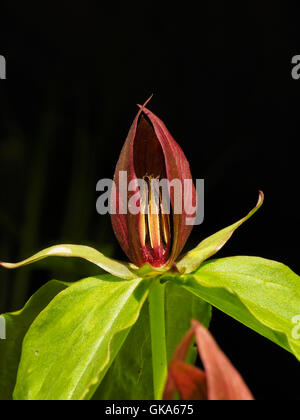 Red Trillium, Echo River Trail a molla, il Parco nazionale di Mammoth Cave, Park City, Kentucky, Stati Uniti d'America Foto Stock