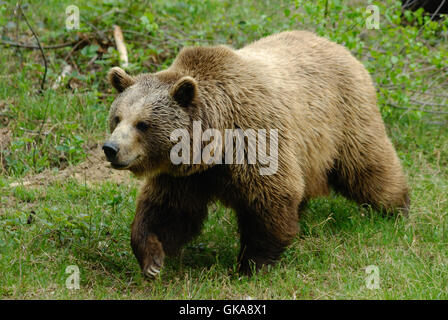 Orso bruno nel parco nazionale della Foresta Bavarese Foto Stock