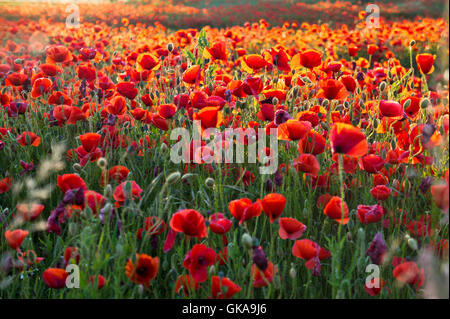 campi di papaveri Foto Stock