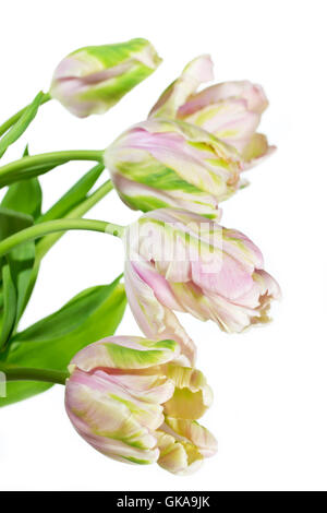Pink parrot tulip su sfondo bianco Foto Stock