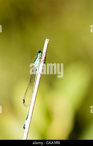 Un comune damselfly smeraldo presso Borth Bog (Cors Fochno) Ceredigion Foto Stock