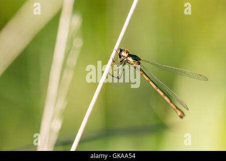 Un comune damselfly smeraldo presso Borth Bog (Cors Fochno) Ceredigion Foto Stock