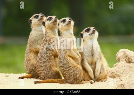 Africa animali felici Foto Stock