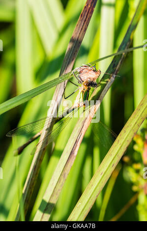 Un comune damselfly smeraldo presso Borth Bog (Cors Fochno) Ceredigion Foto Stock