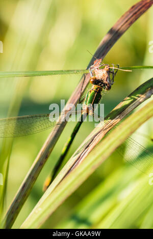 Un comune damselfly smeraldo presso Borth Bog (Cors Fochno) Ceredigion Foto Stock