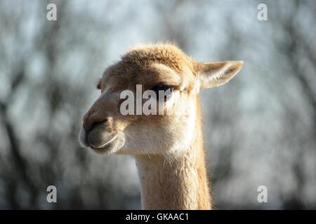 Vicuna (vicugna vicugna) Foto Stock