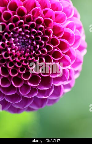 Deep Purple dahlia patrick Foto Stock