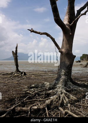 Ecosistema ambiente ambiente Foto Stock