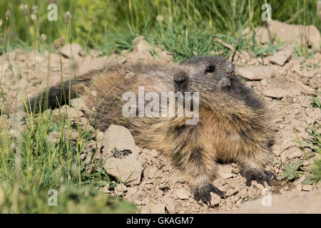 Alpino adulti marmotta (Marmota marmota) rilassante presso l'ingresso alla sua tana Foto Stock