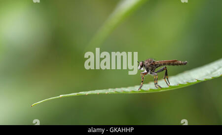 Macro ritratto di un rapinatore fly, Tolmerus Sp, su una foglia verde contro uno sfondo sfocato Foto Stock