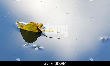 Tema di autunno con un giallo foglie galleggianti in acqua con riflessi di cielo blu e nuvole bianche Foto Stock