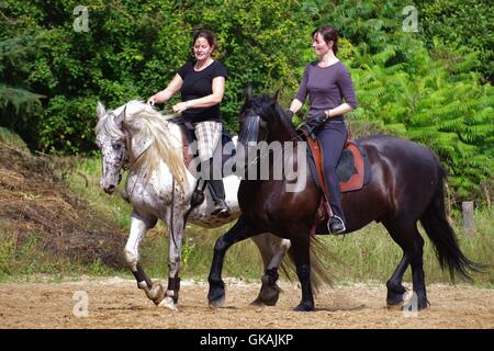 Cavalcando il cavallo frisone in estate Foto Stock