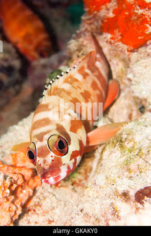 Pesce tropicale subacqueo Foto Stock